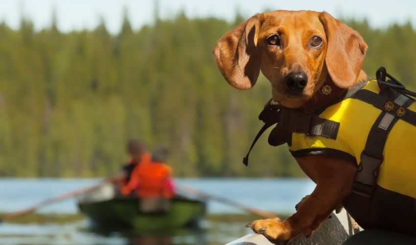 Boating With Dogs