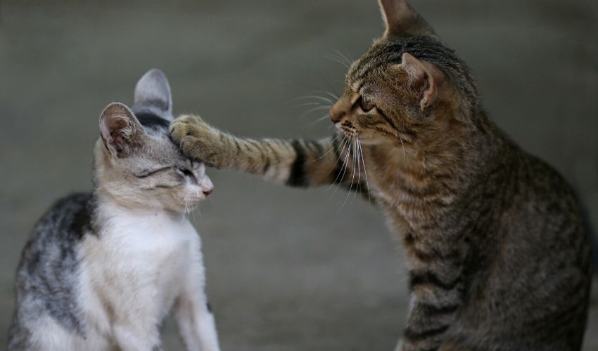 How to Introduce New Cats