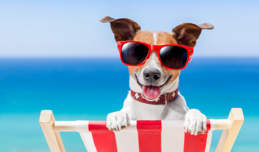 Cool Pet Tips for the Dog Days of Summer