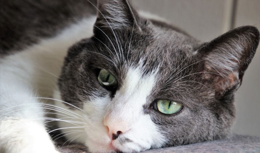 How to Prevent Kidney Disease in Cats