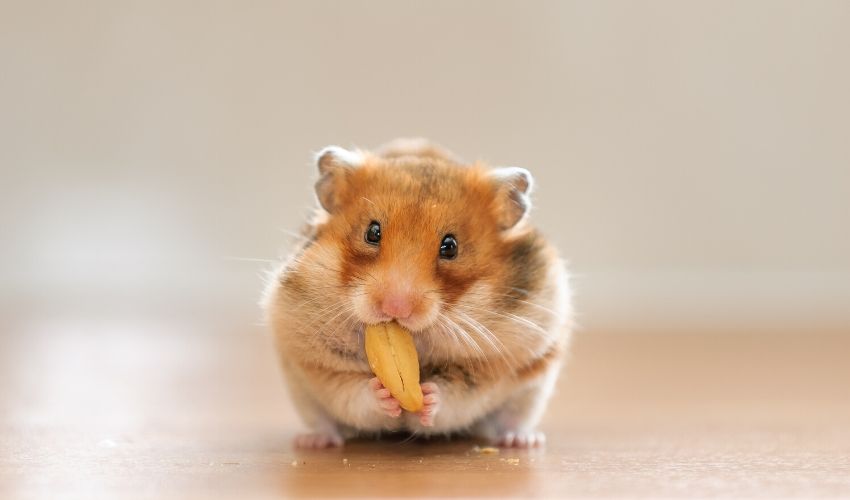 Caring for My Hamster
