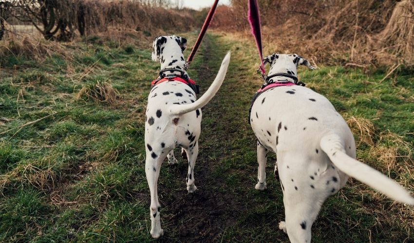 The Language Of Wag: What Your Dog Is Really Saying