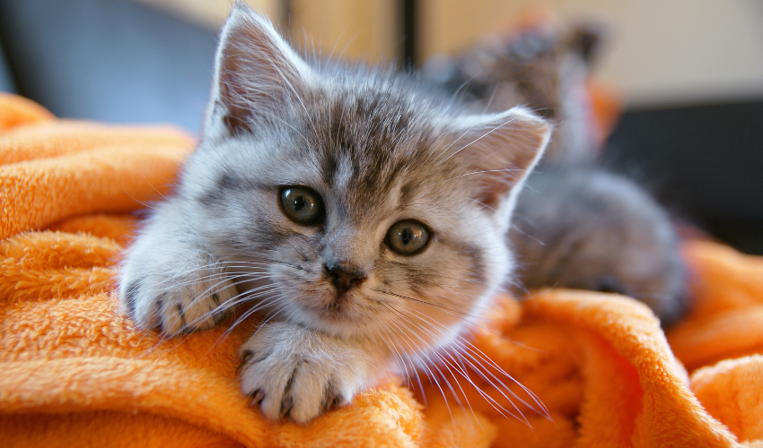Getting A Cat If You Have Allergies