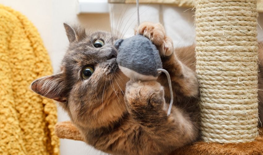 Indoor Games with Pets