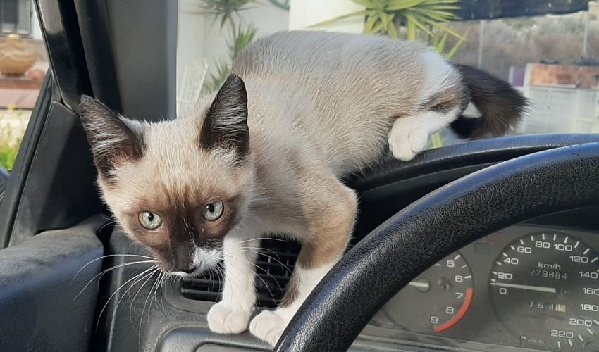 Road Trip for Cats