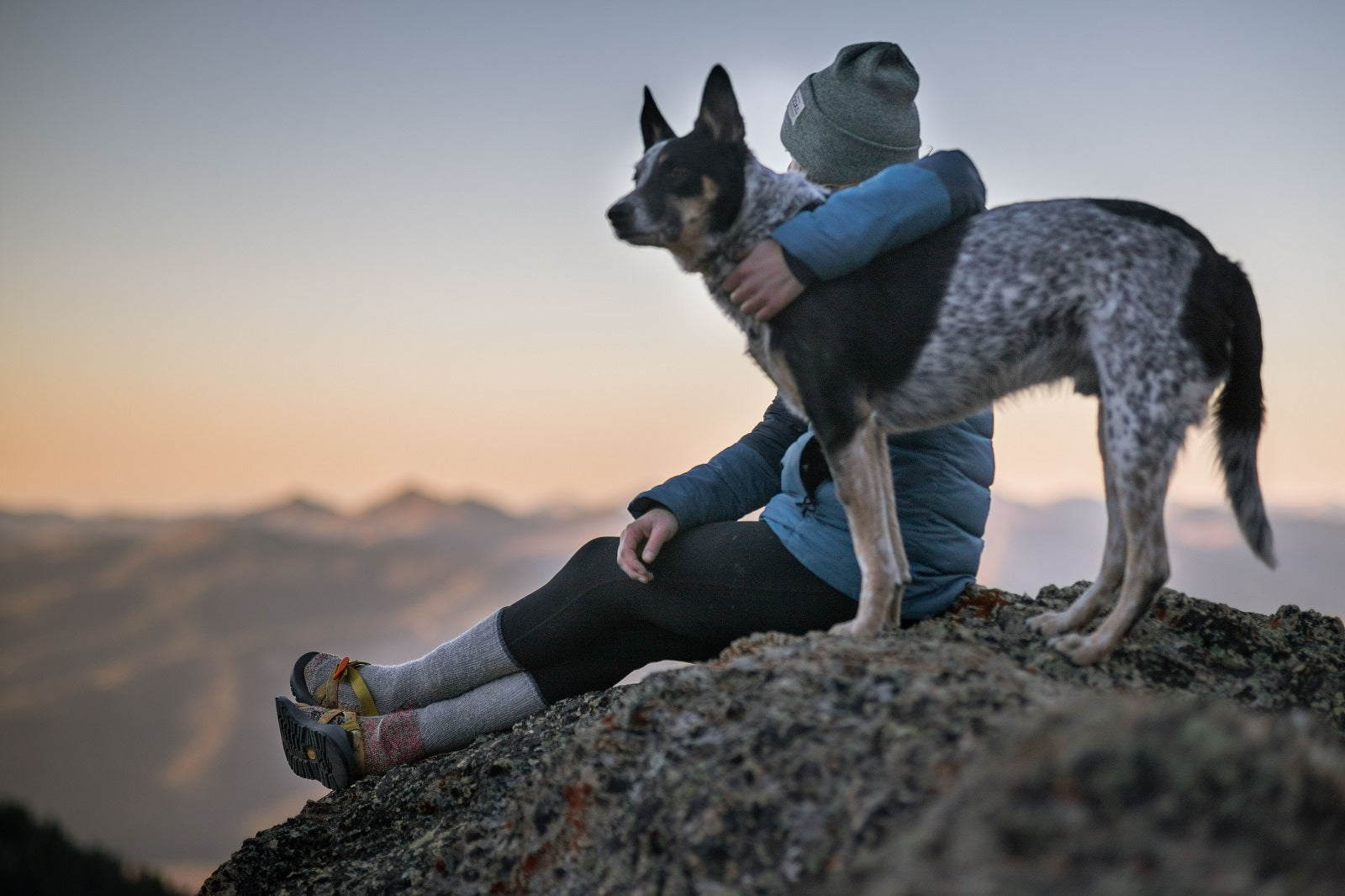 Dogs and Cats and Fleas: Oh My!