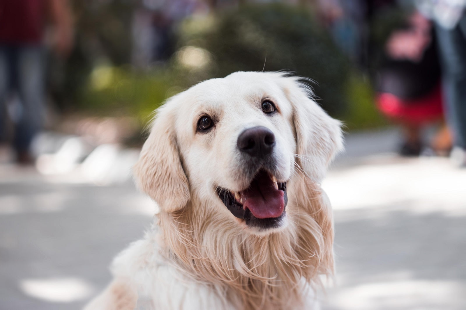 6 Reasons Why You Should Be Changing Your Pet’s Food