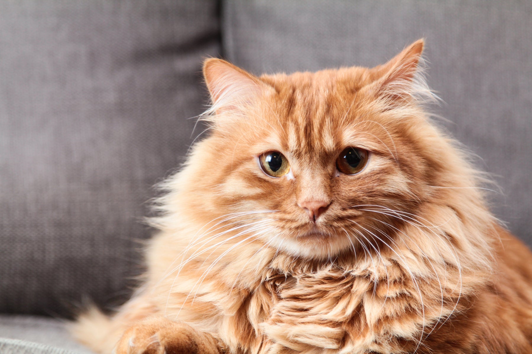 Good Dental Hygiene is a Must for Your Pet's Optimal Health: