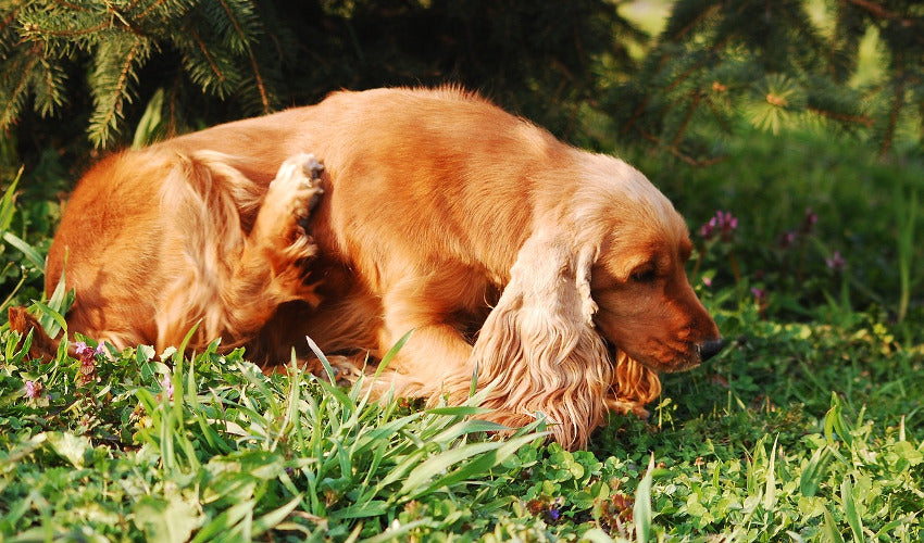 Stop the Fleas and Ticks