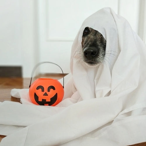 Halloween Pet Dangers