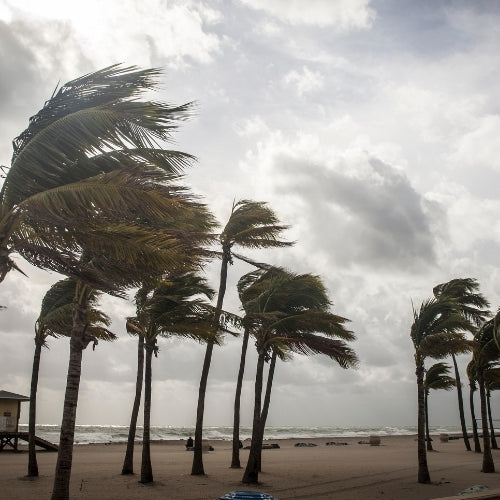 Keeping Pets Safe in a Hurricane