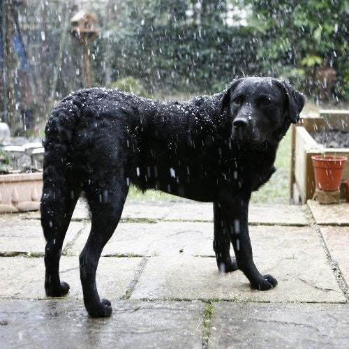 Tips to Help Calm Your Pets During Storms