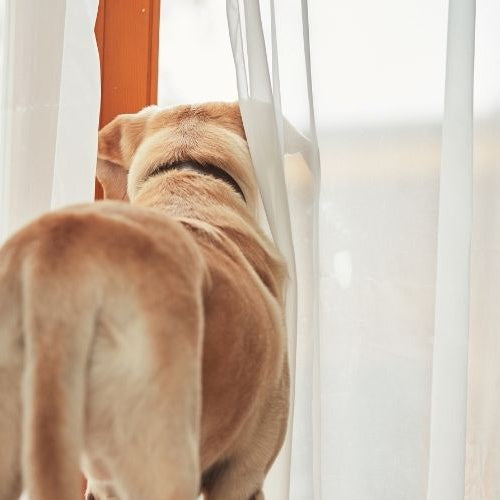 Helping Dogs Cope With Visitors to Your Home