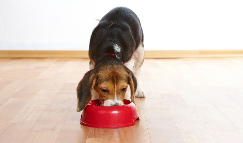 Is Your Puppy Ready for Adult Dog Food?