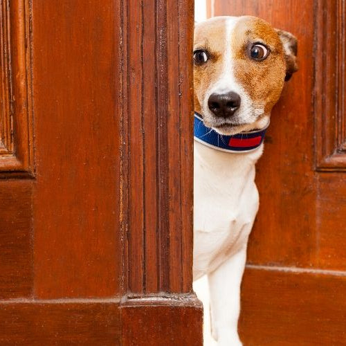 Follow These Steps If Your Pet Has an Anxiety Problem