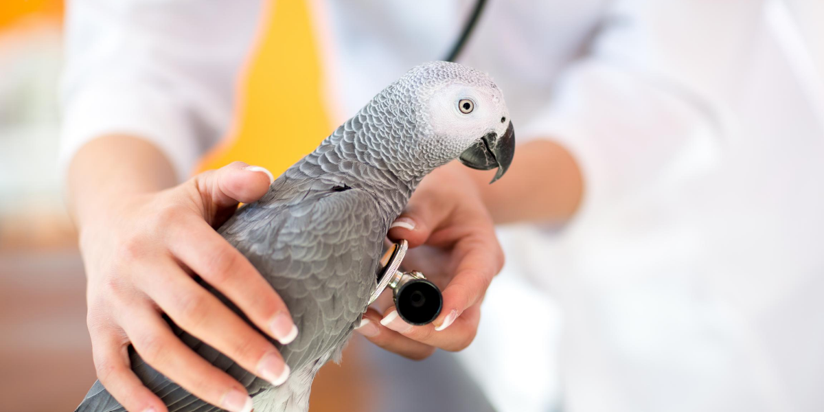 Choosing a Good Bird Veterinarian