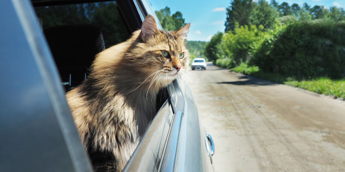 Road Trip for Cats
