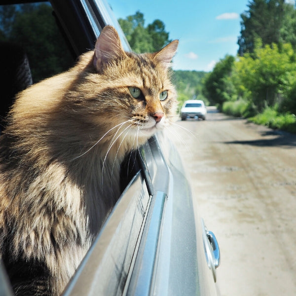 Road Trip for Cats