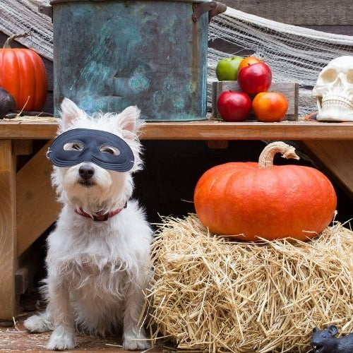 Halloween Pet Dangers