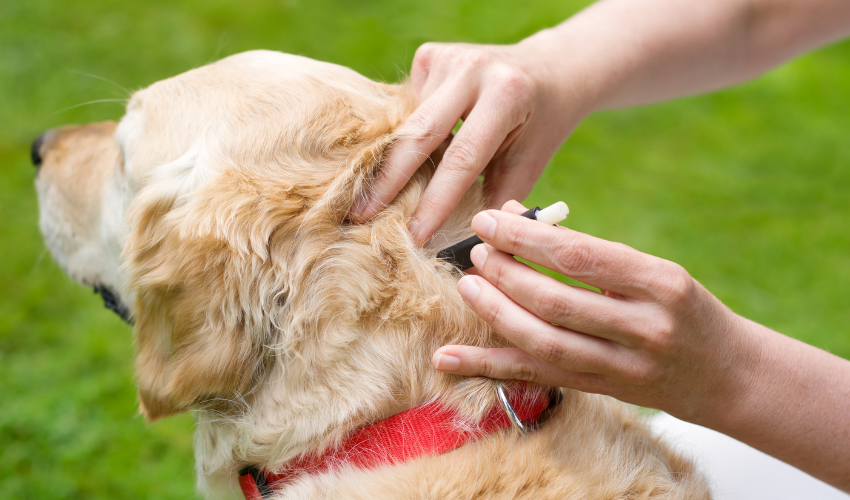 Finding Ticks on Your Dog – 5 Places to Look