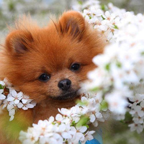 Spring Into Action: Seasonal Tips for Keeping Your Pets Healthy and Happy