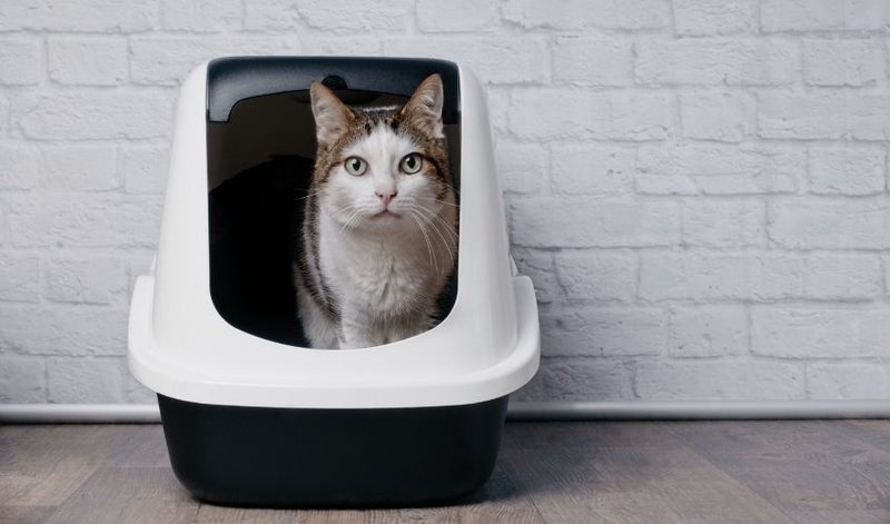 Where to Put the Litter Box in a Small House or Apartment