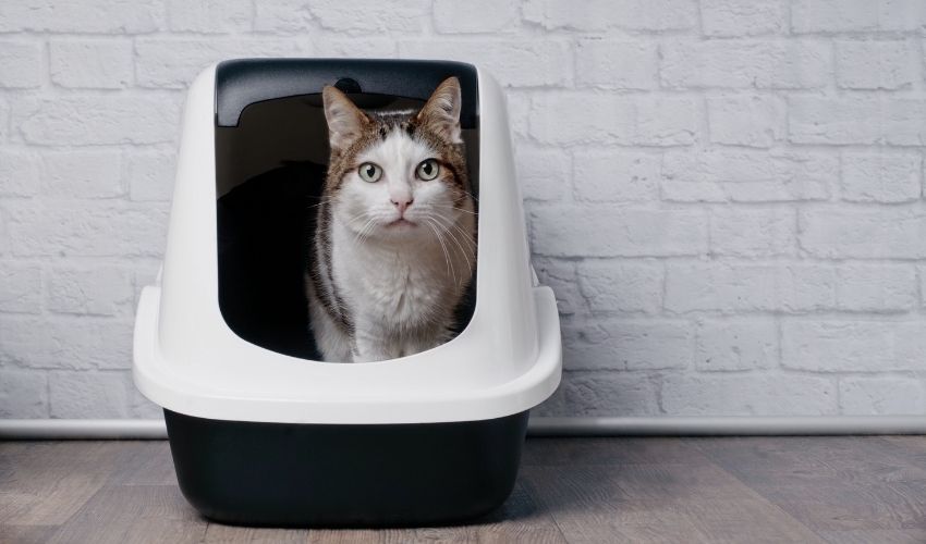 How to Train a Cat to Use a Litter Box in a New Location