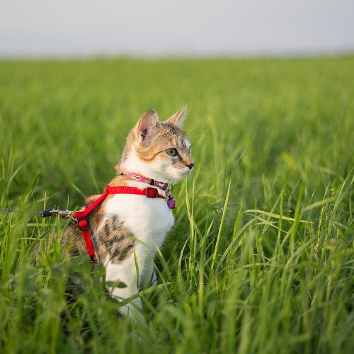 Cat Leash Training