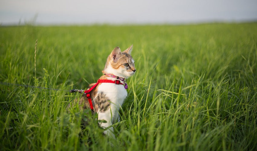 Cat Leash Training