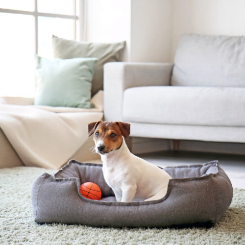 How to Choose the Best Dog Bed Size for Your Pup