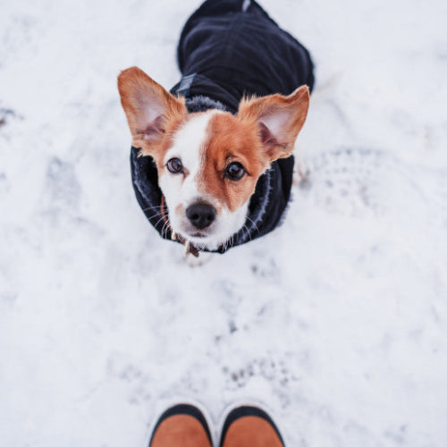 Cold Weather Care: Preparing Your Pet for Winter’s Chill