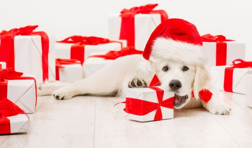 Holiday Gifts for Pets