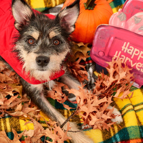 Cozy Up: Top Fall Essentials for Keeping Your Pet Warm