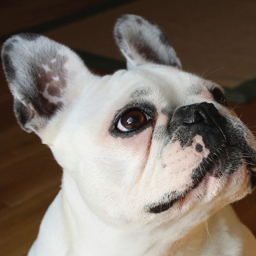 Dog Begging Prevention Tips