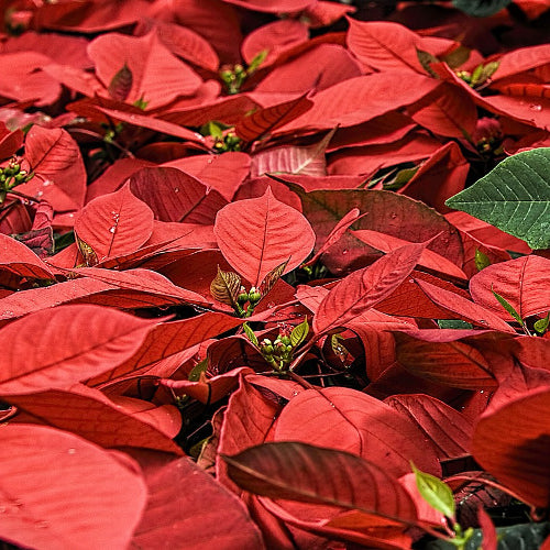 Doggy Danger: Beware of these Holiday Plants