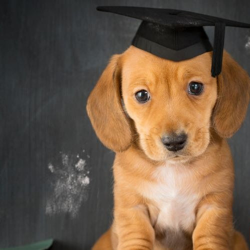 Back-to-School Blues: Helping Pets Cope with Schedule Changes