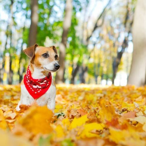 dog in leaves