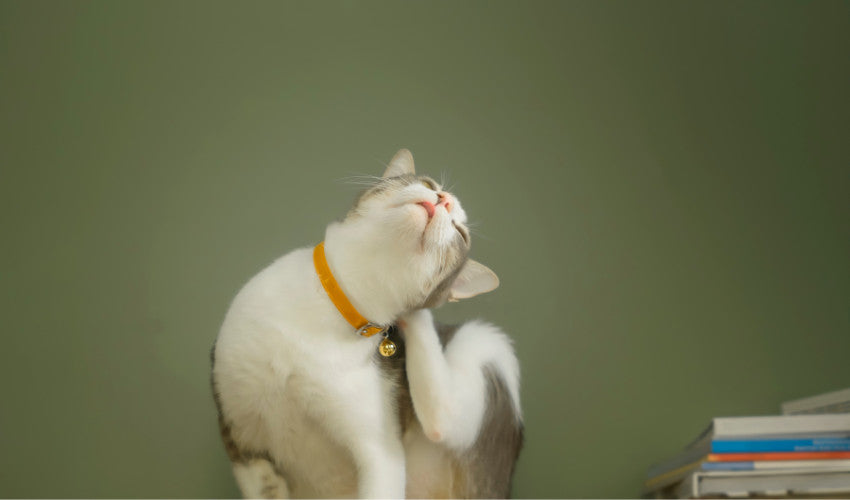 Cats with sensitive skin 2025