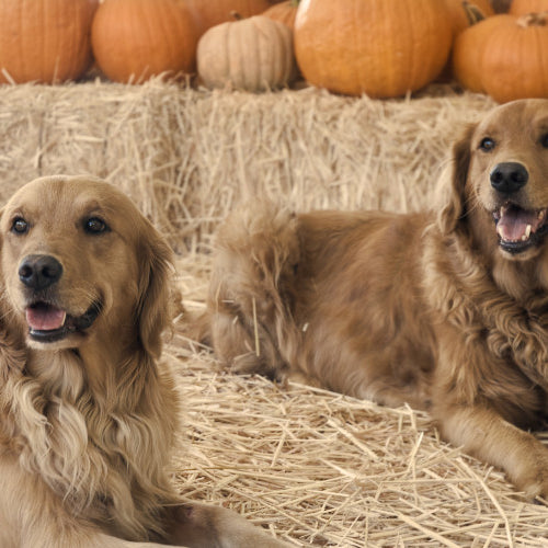 Fun Fall Activities for You and Your Pet