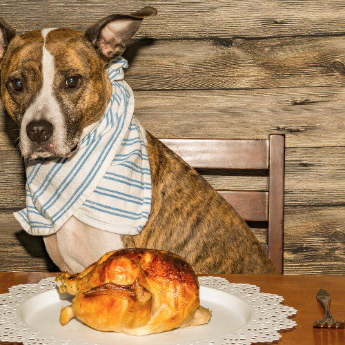 Giving Thanks for Furry Friends: Thanksgiving Time Pet Tips