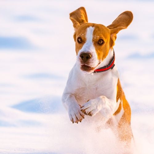 Heart Health Awareness for Pets: Tips for Keeping Your Pet's Heart Healthy