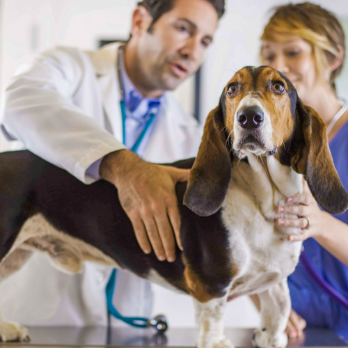 Heartworm Prevention in Pets