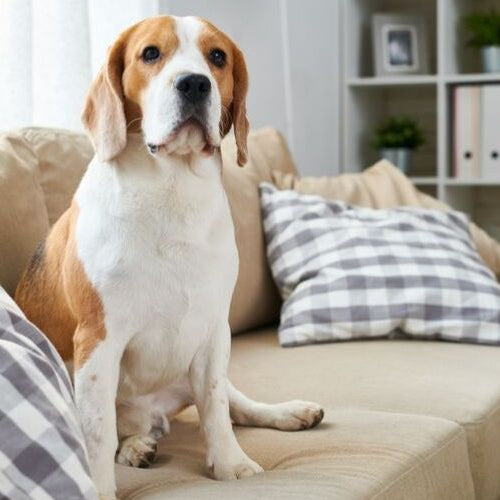 Home Safety Tips With Indoor Pets