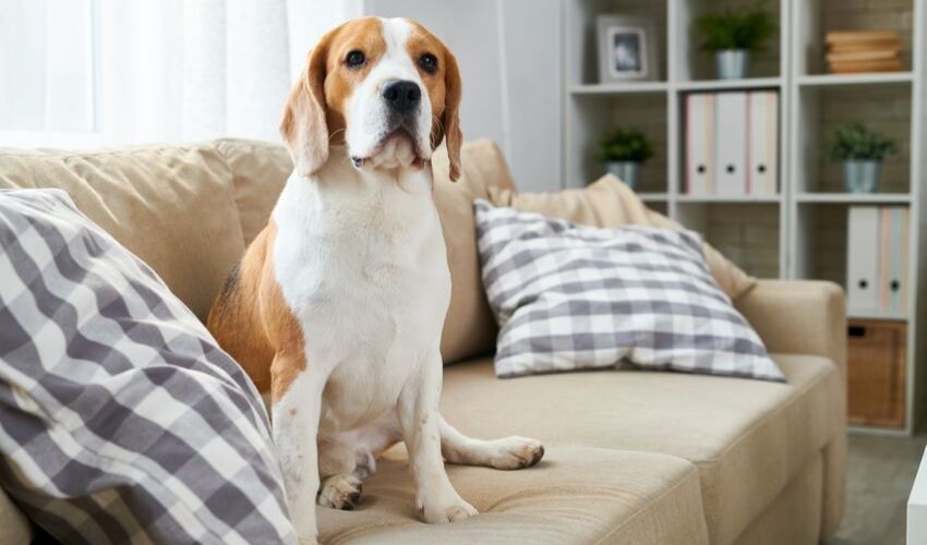 Home Safety Tips With Indoor Pets