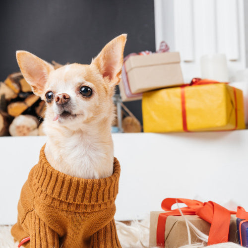 How to Keep Your Pet Cozy and Warm This Fall