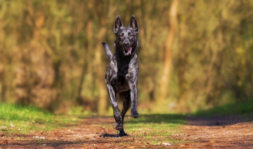 How To Help Protect Your Dog Against Fleas and Ticks — PetPartners Store