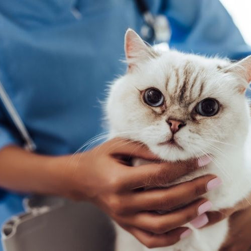 cat vet