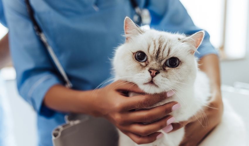 cat vet