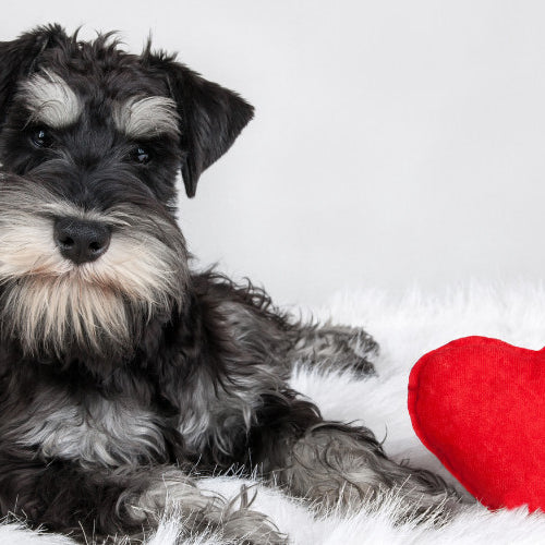 Love That Lasts: Healthy Ways to Care for Your Pet