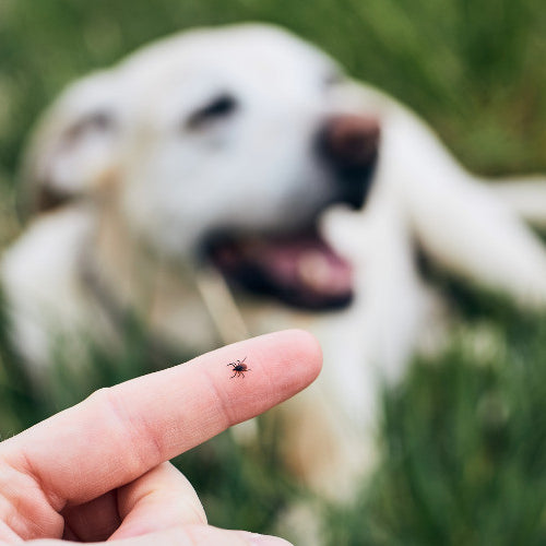 Protecting Your Pet: Understanding Lyme Disease and How to Keep Your Furry Friend Safe